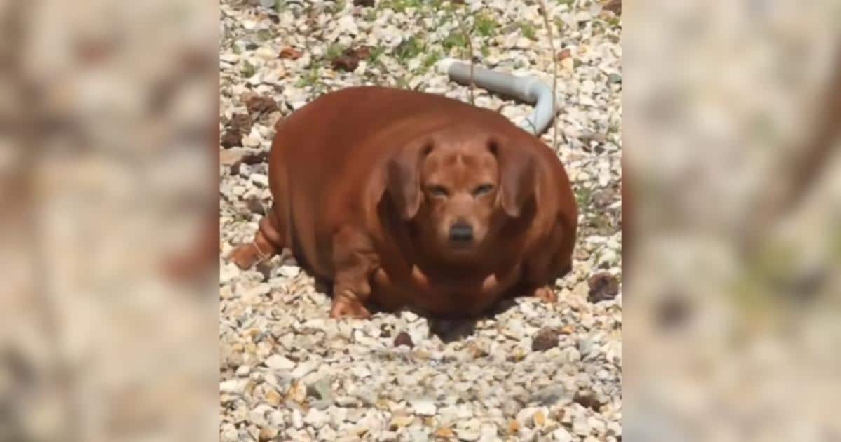 Obese 55-Pound Dachshund Loses Half Her Weight Through Dedicated Care