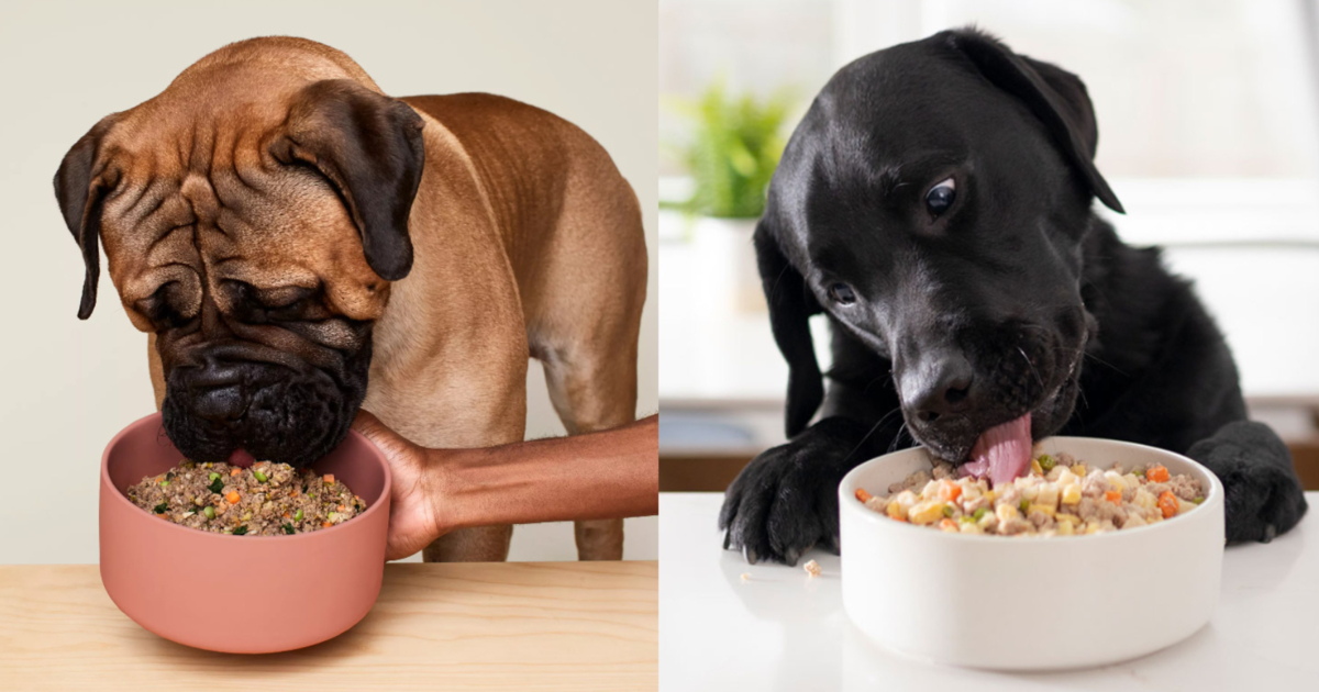 Ollie vs. Nom Nom: Fresh Dog Food Brands Compared