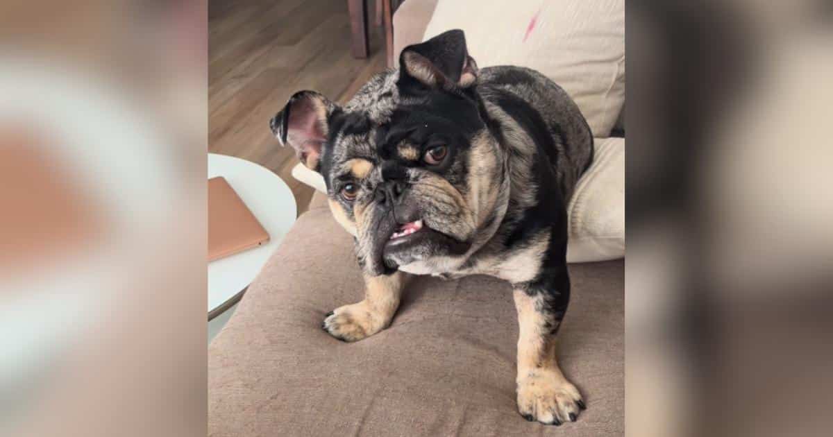 Omar the Dog's Blueberry Obsession and the Family He Supports