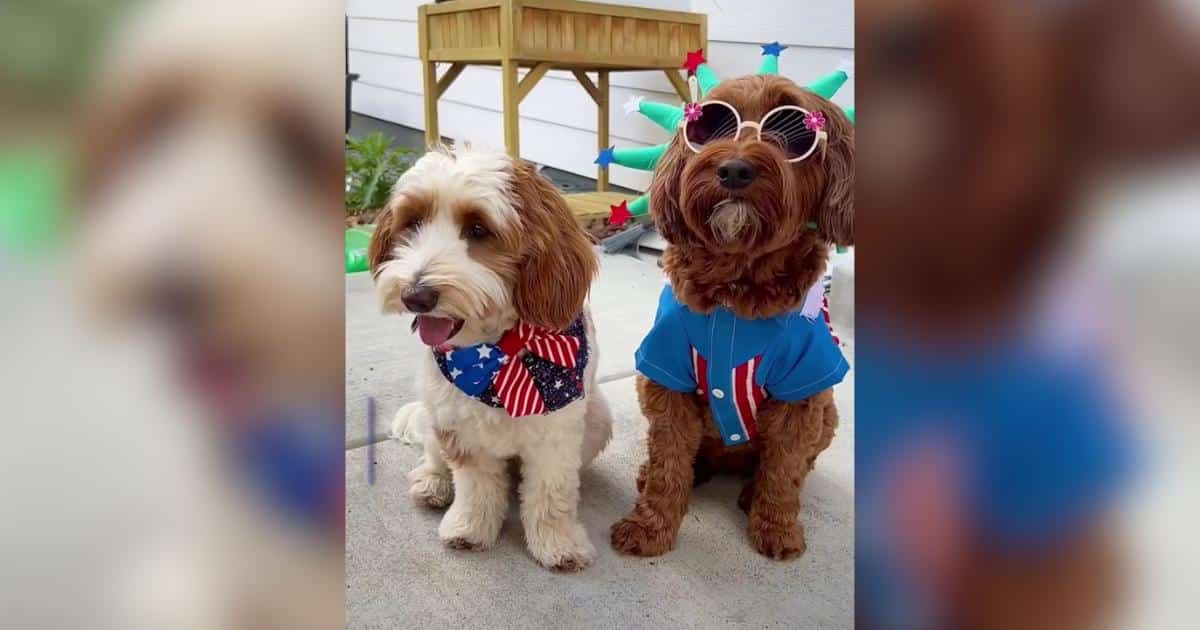 Patriotic Dogs Celebrated America's 250th Birthday in Festive Style