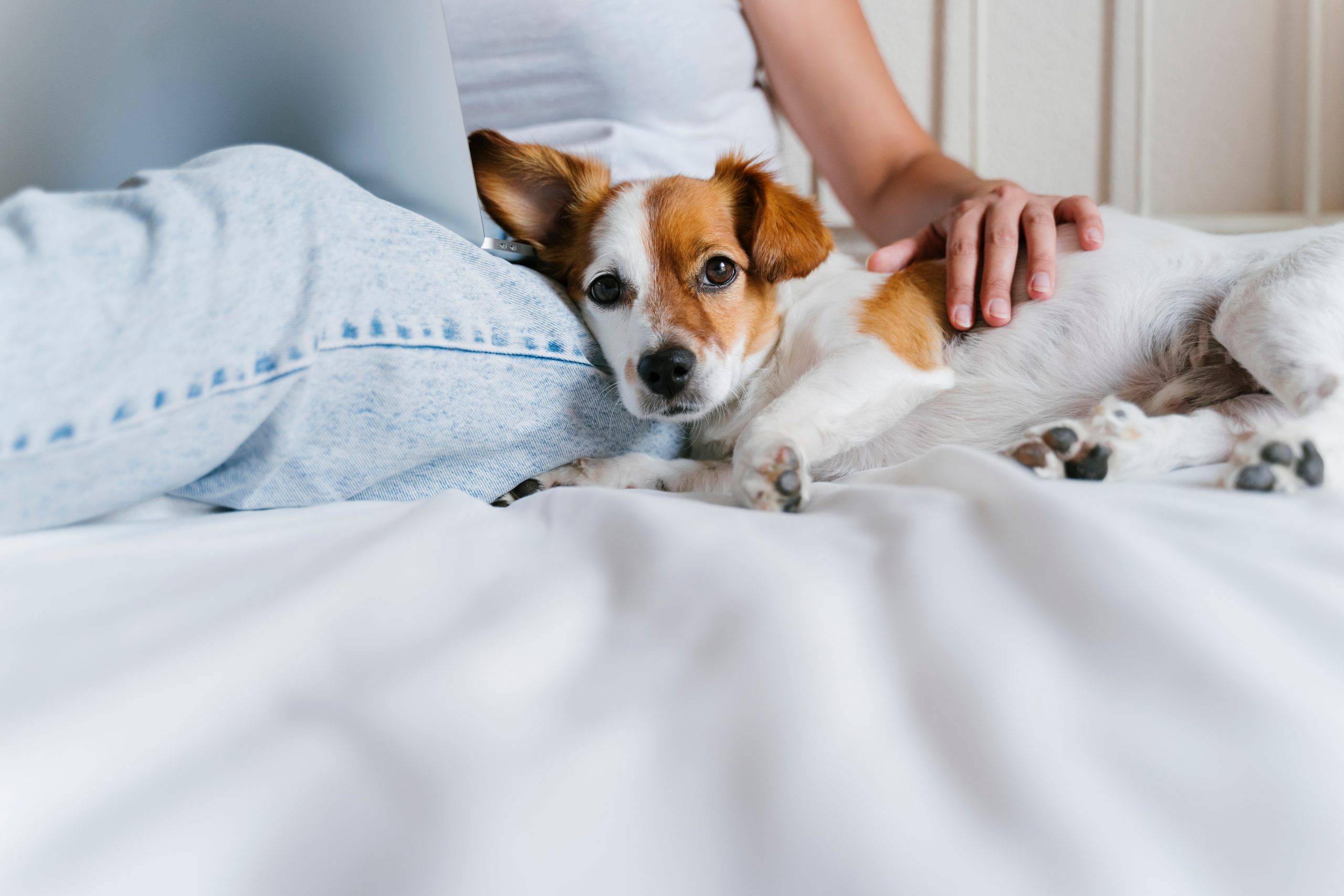 Pawternity Leave: Is Paid Time Off for Pet Care Reasonable?