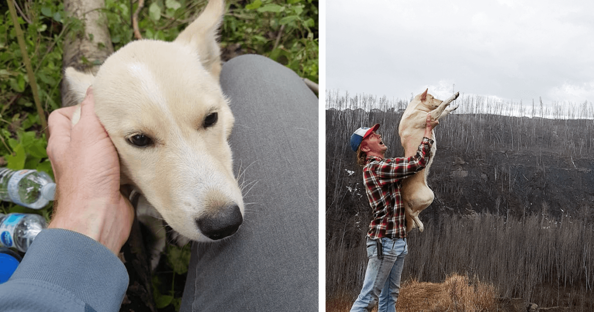 Photographer Finds Injured Puppy in the Woods, Adopts Her