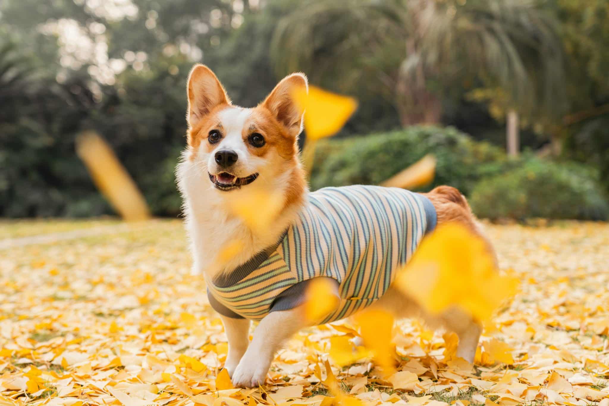 Playful Dog Breeds That Love Jumping in Autumn Leaf Piles