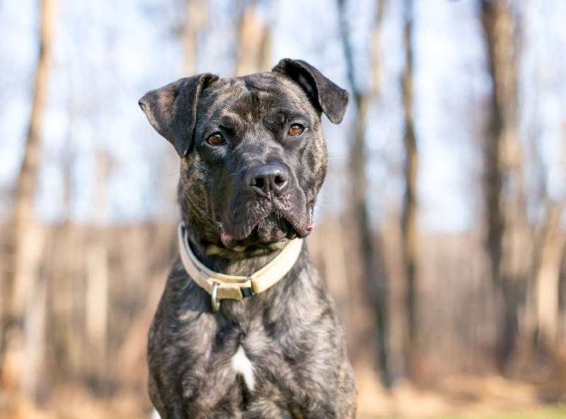 Prince George's County Ends Pit Bull Ban, Shifts to Behavior-Based Rules