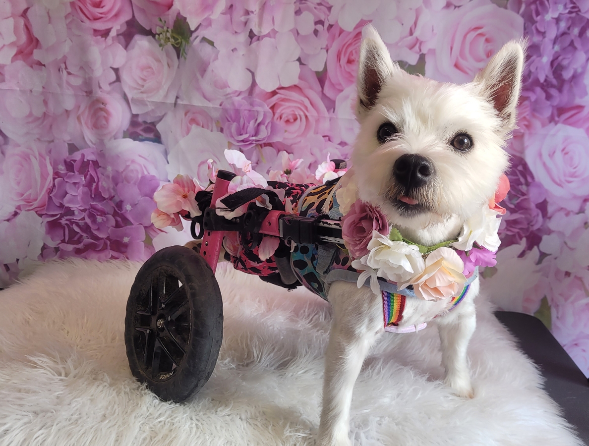 Pumpkin the Wheelie Dog: A Journey of Love, Strength, and Hope