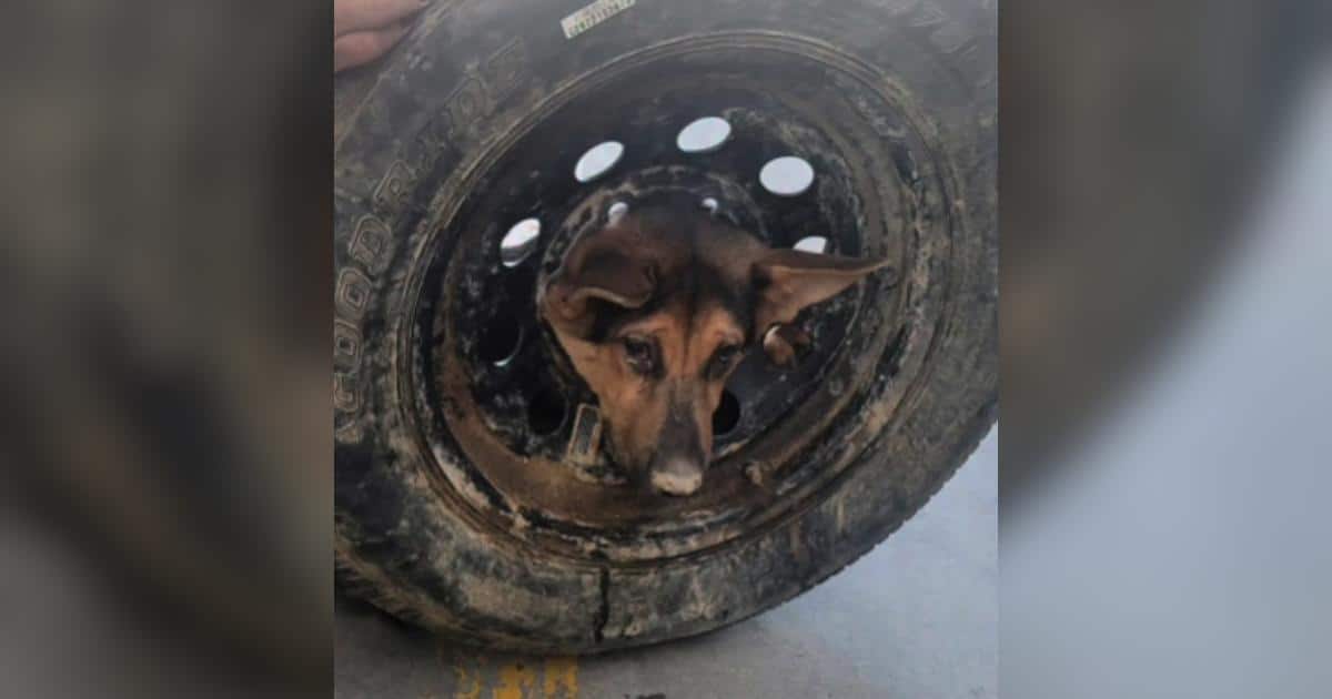 Puppy Found Trapped in Tire Gets Rescued and Named Hotwheels