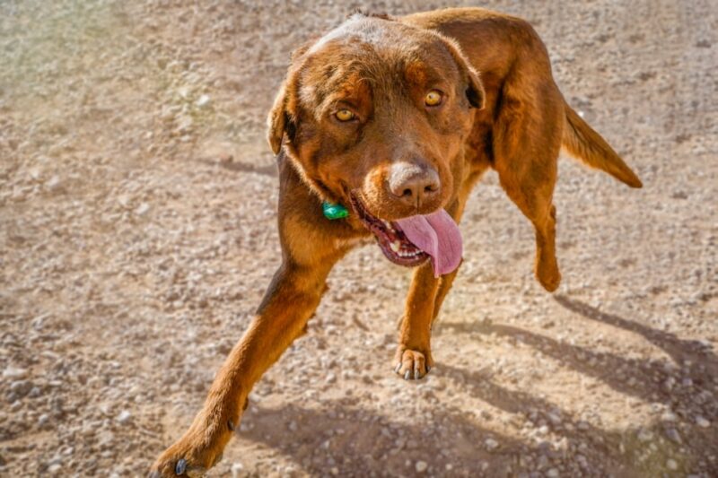 Red Rottweiler: Breed Facts, History, and Care Guide