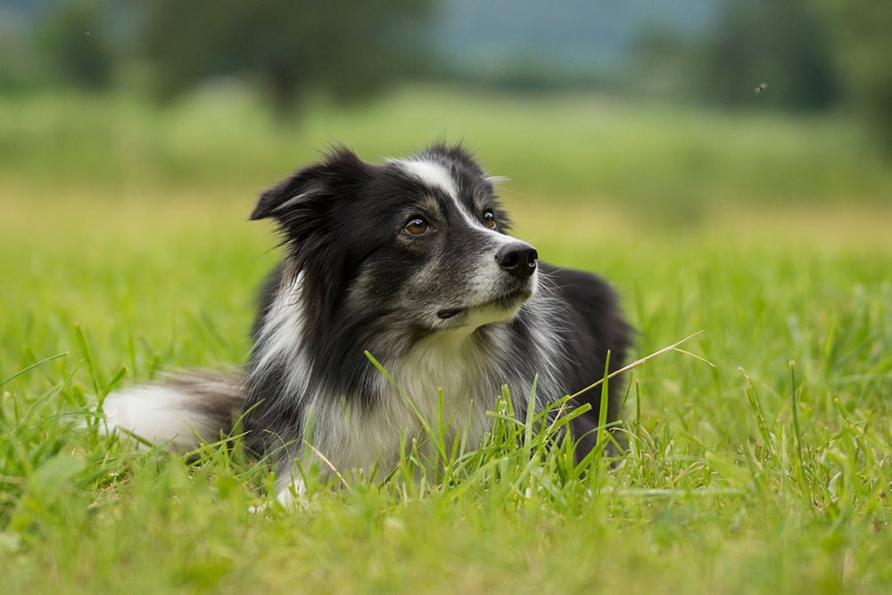 Remedies and Supplements for Your Collie's Upset Stomach