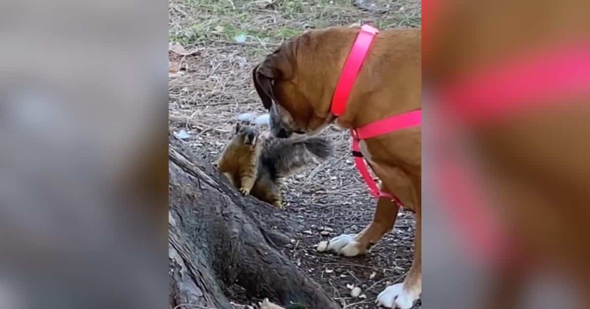 Rescue Dog Martha Befriends Squirrels After Years of Isolation