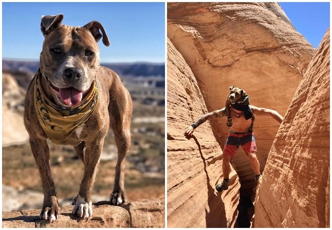 Rescued from Abuse, Penni the Dog Now Explores the World
