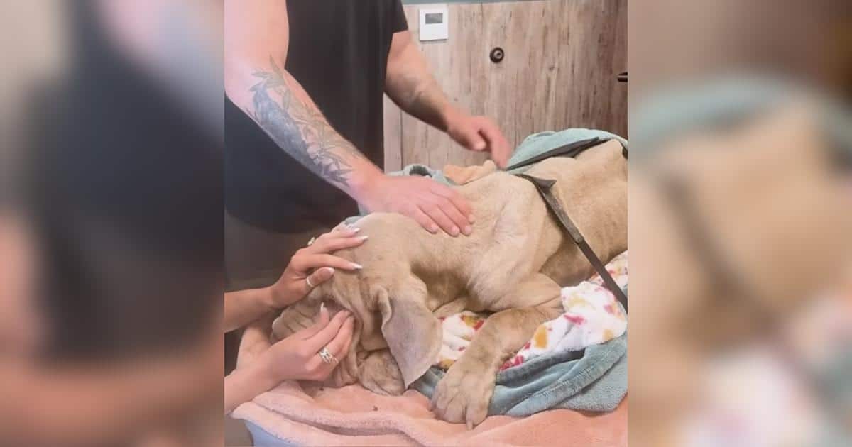 Rescued Mastiff Returned to Sanctuary in Critical Condition After Adoption