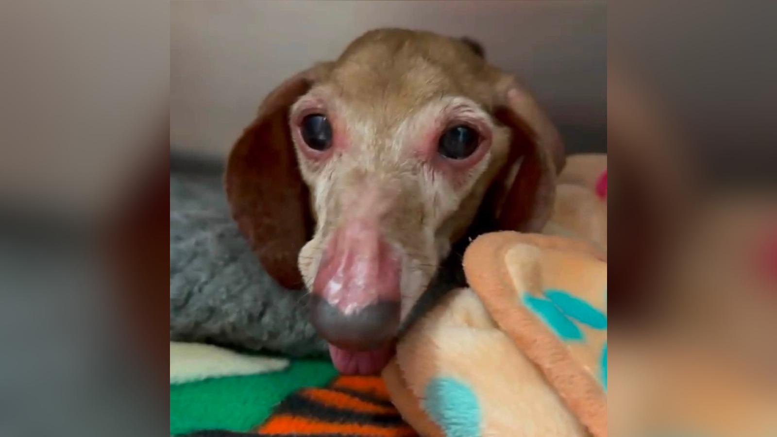 Senior Dachshund Gollum Gets a Second Chance After Rescue