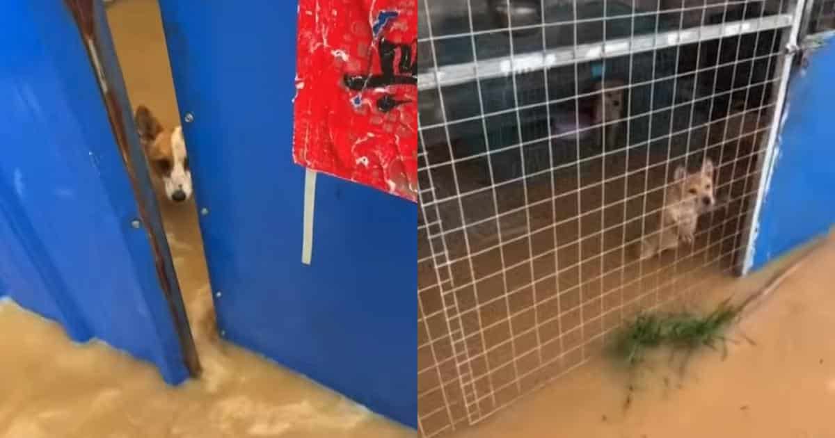 Shelter Owner Refuses to Abandon 200 Animals During China Floods