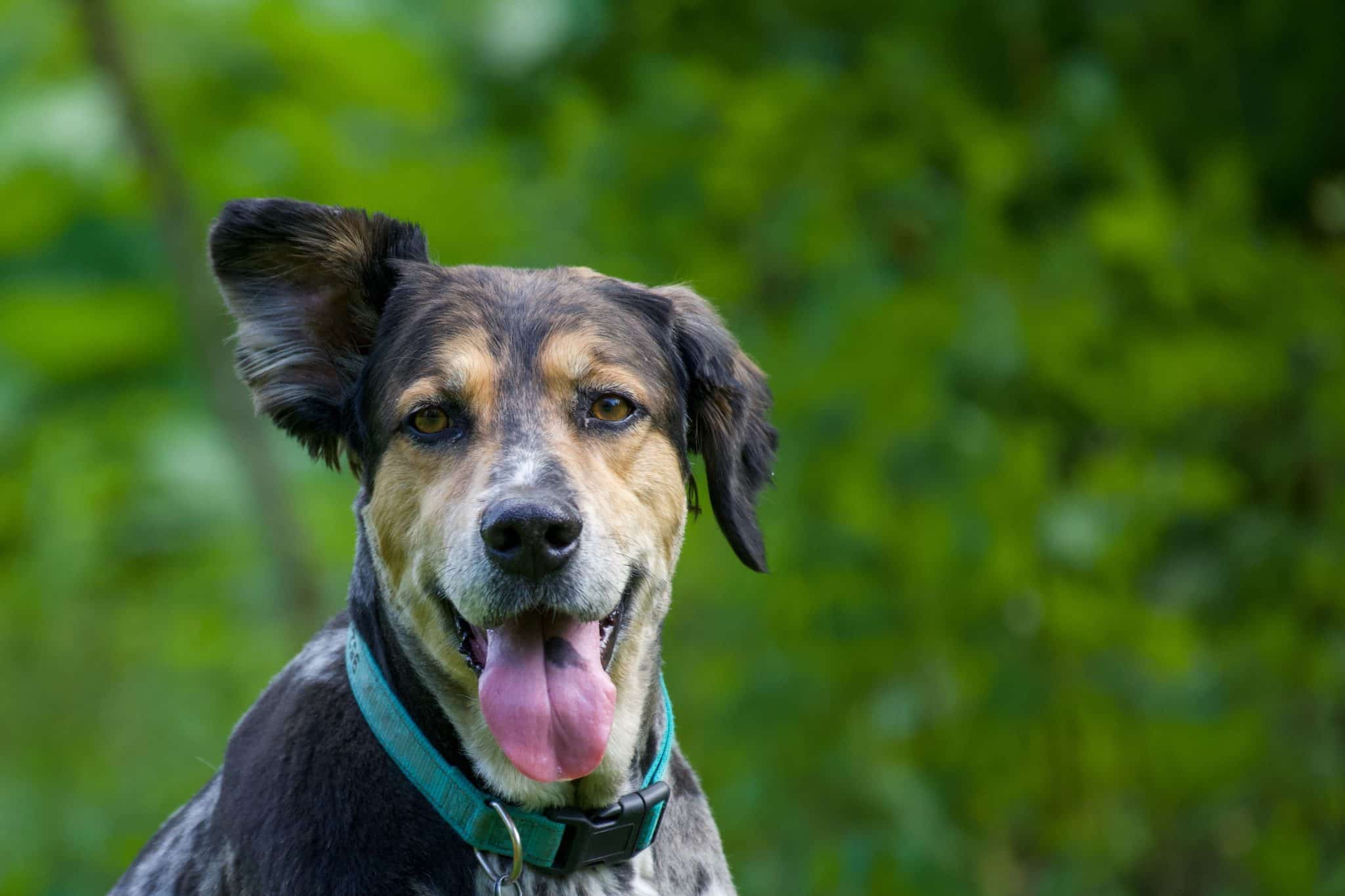 Signs Your Dog Has an Ear Infection and How to Help