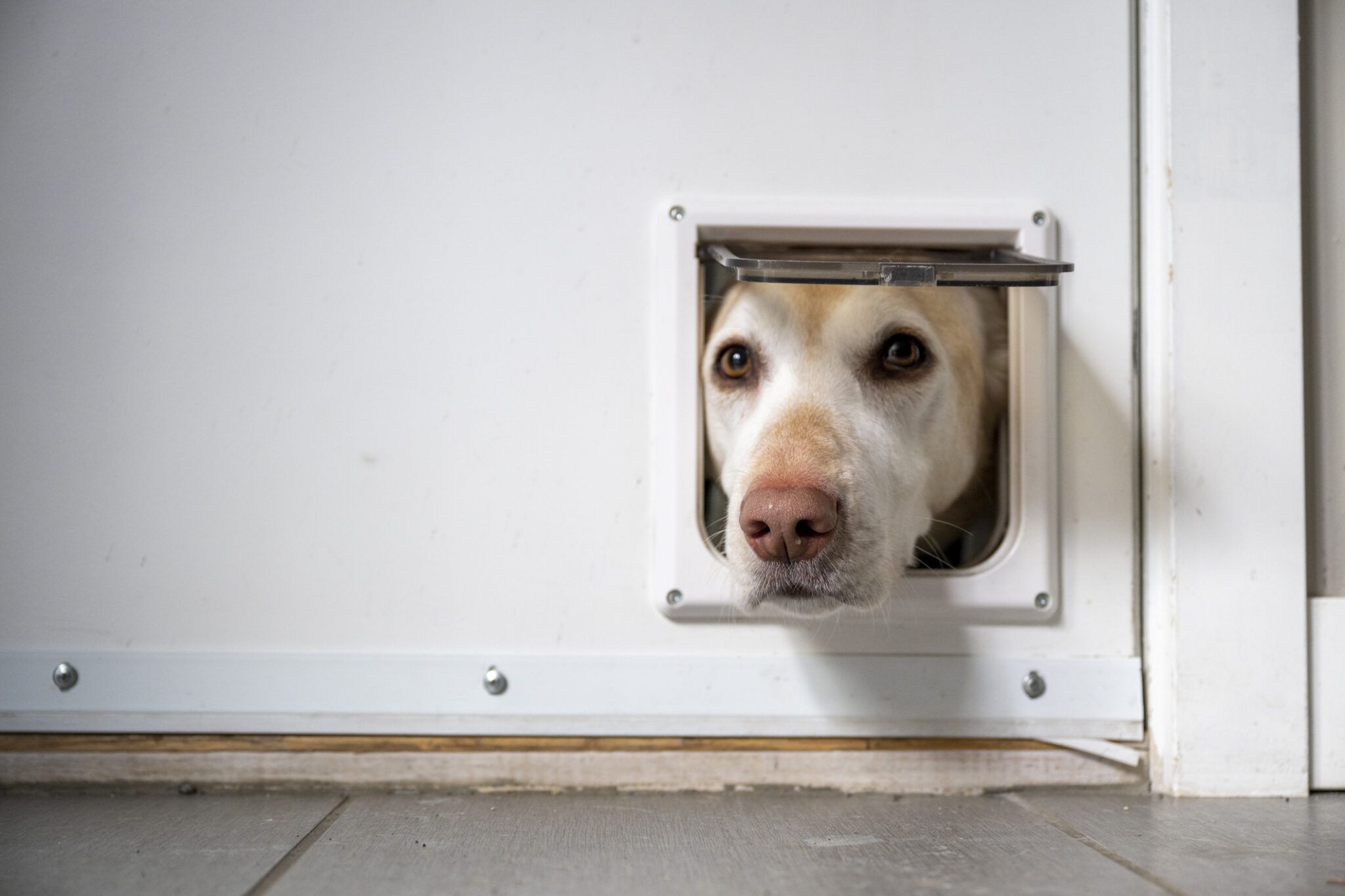 Smart Dog Door Buying Guide: Features, Types, and Installation