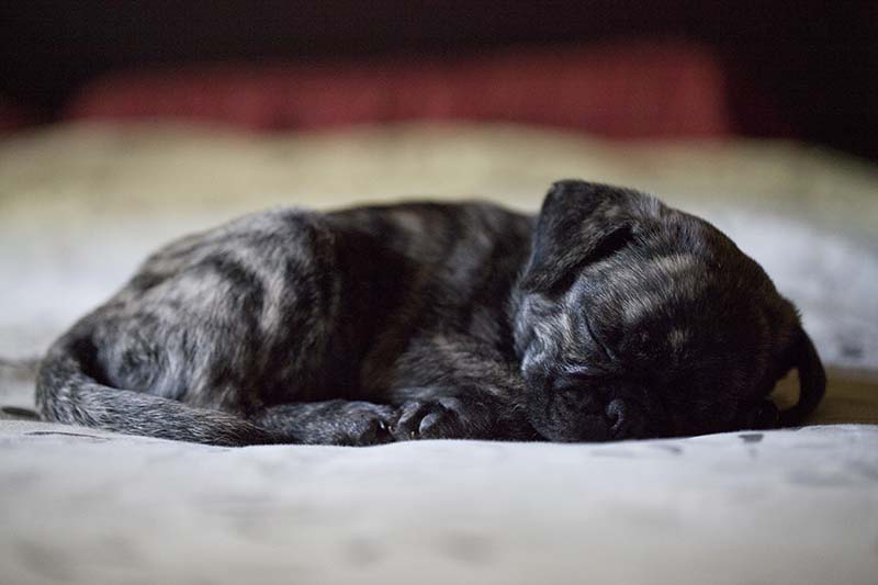Snoretox-1: New Injectable Treatment May Help Dogs with BOAS