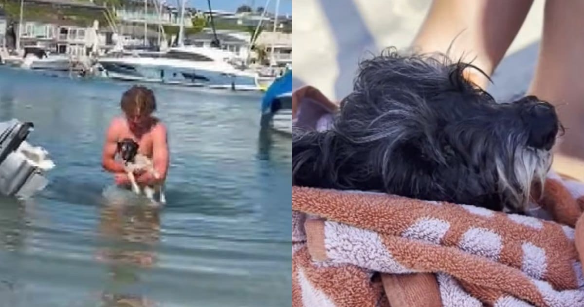 Teen Jumps Into Ocean to Rescue a Frightened Runaway Dog