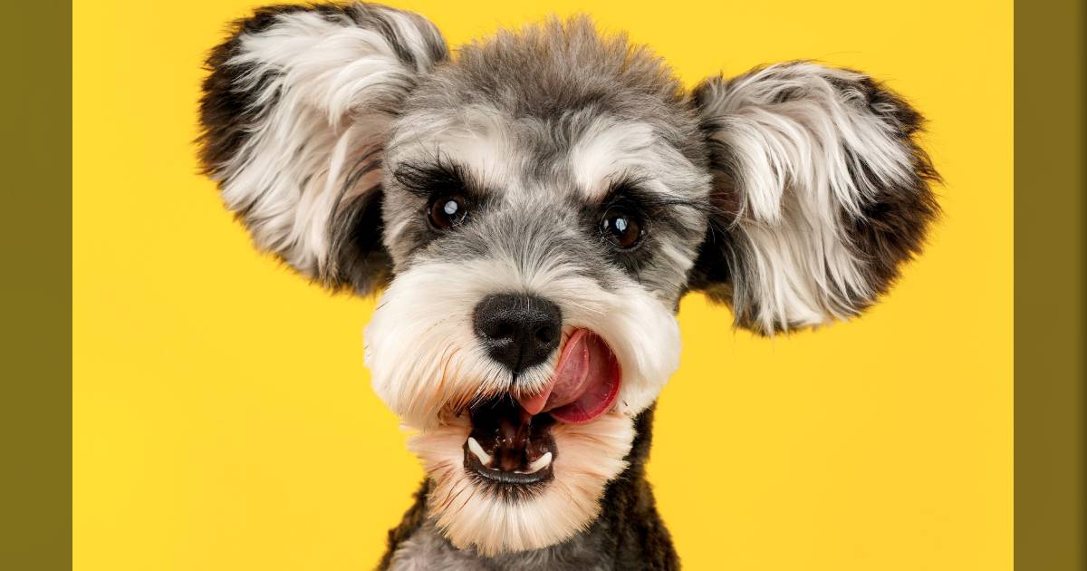 The 8 Best Dog Clippers for Home Grooming
