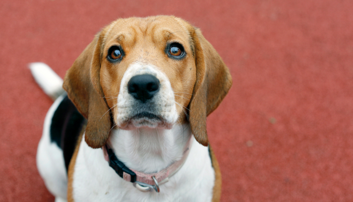 The Benefits of Foster to Adopt Programs for Dogs
