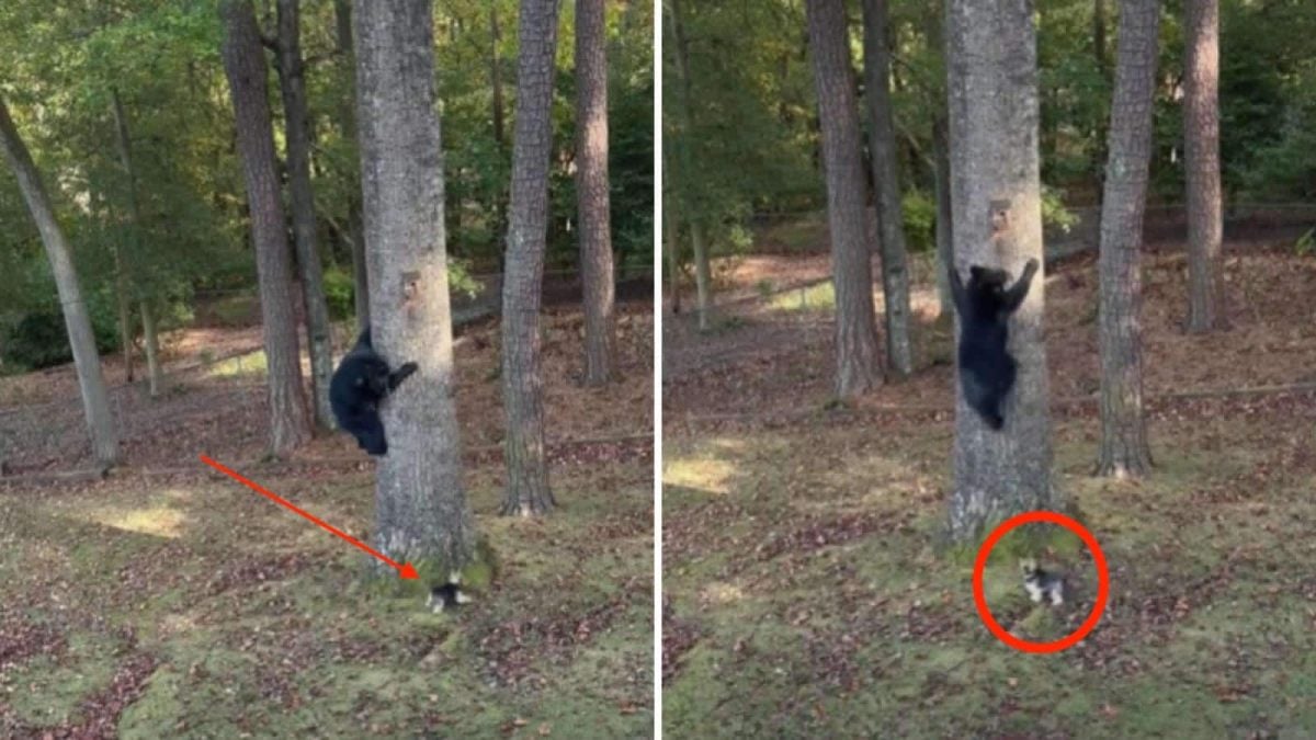 Tiny Yorkie Chases Full-Grown Bear Out of Backyard