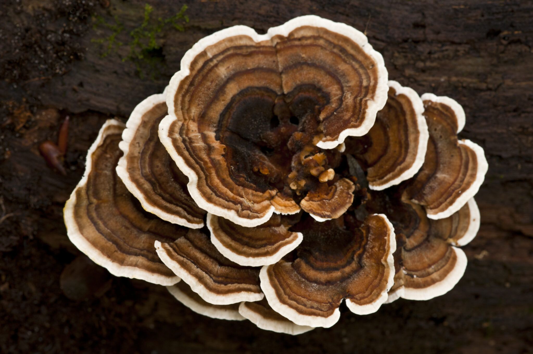 Turkey Tail Mushrooms for Dogs: Benefits and What to Know