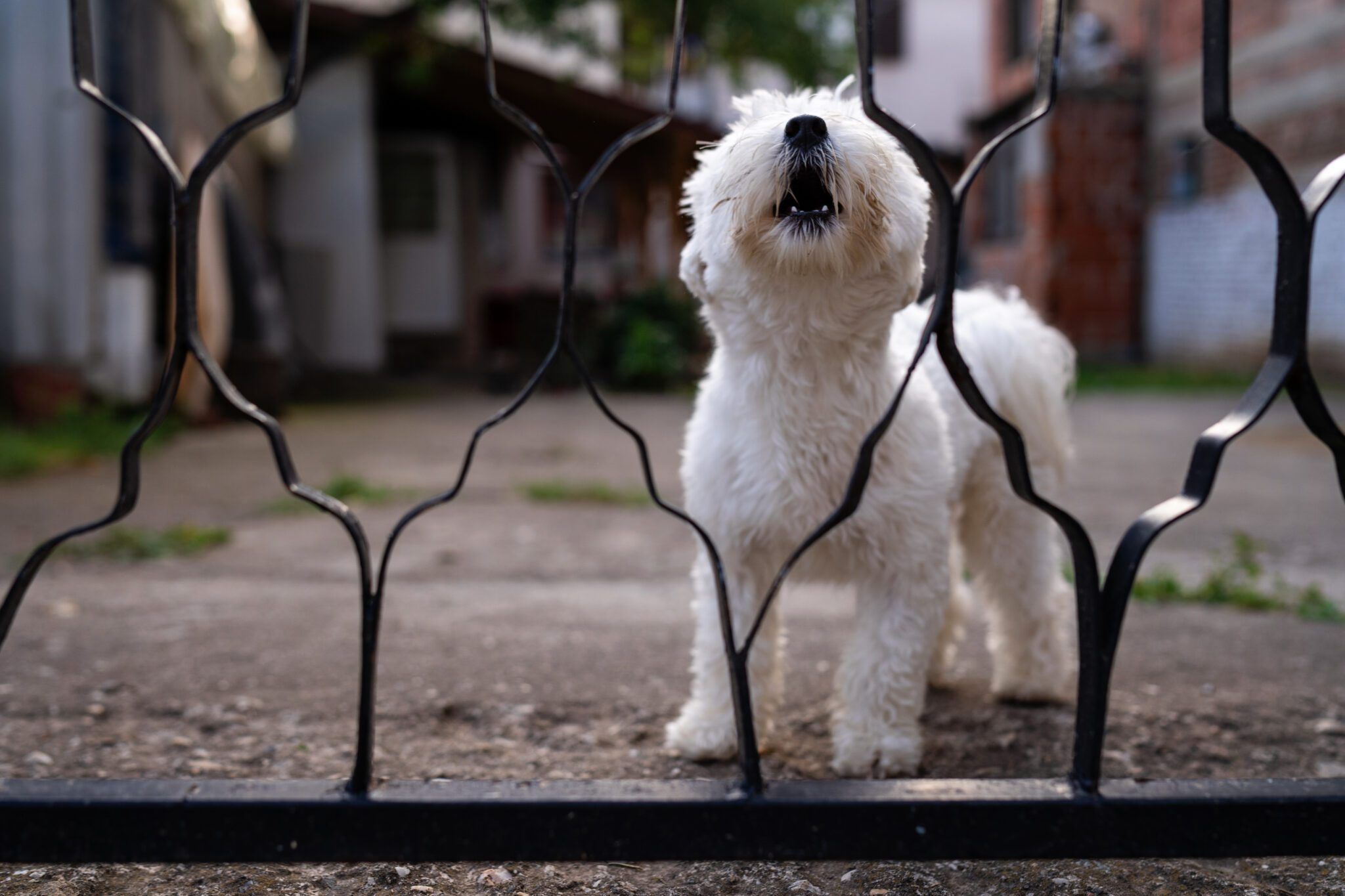 Understanding Territorial Behavior in Dogs