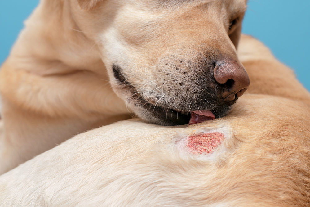 What Dog Owners Traveling to Mexico Need to Know About Screwworm