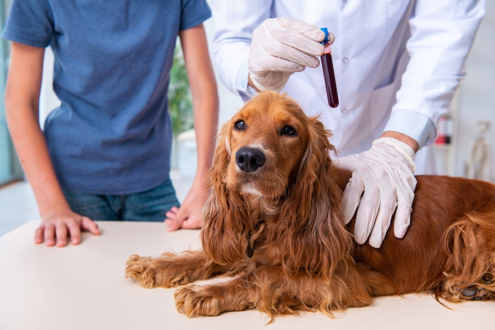 What Dogs' Blood Reveals About Aging and Longevity