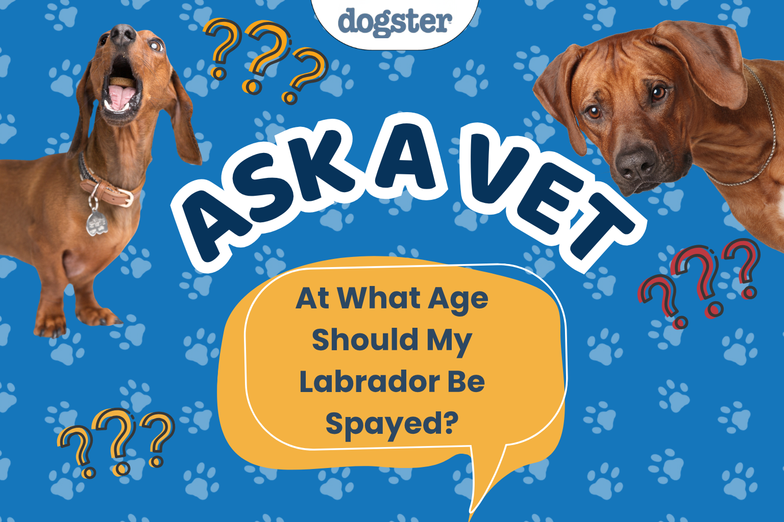 When to Spay Your Large-Breed Labrador: Expert Advice
