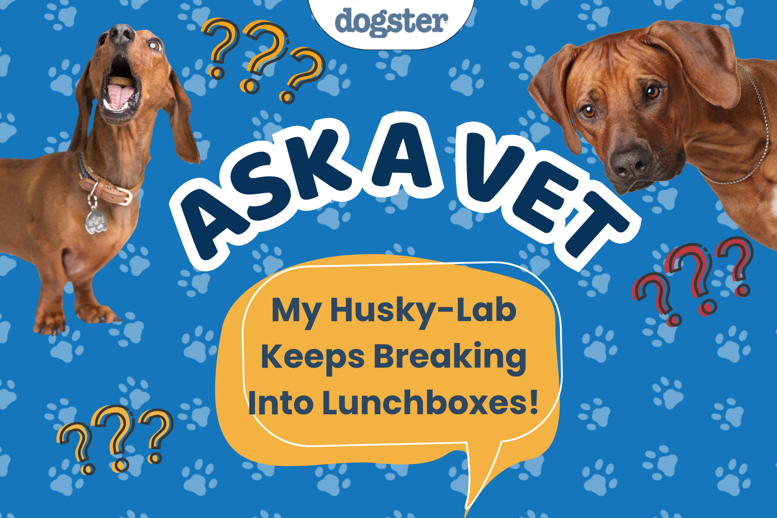 Why Does My Dog Keep Breaking Into Lunchboxes?