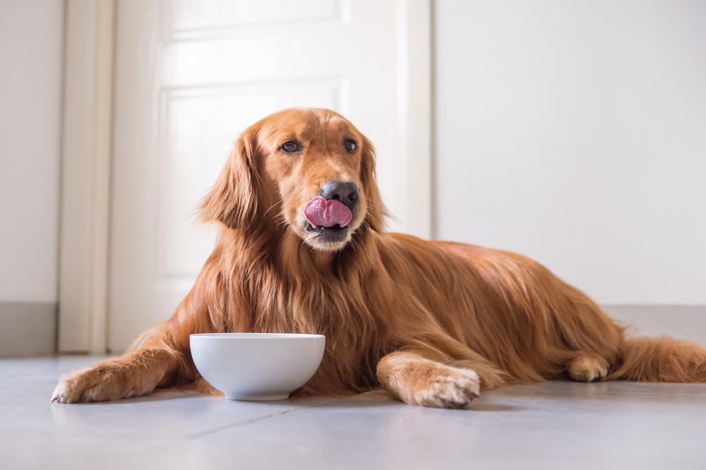 Why Does Your Dog Always Leave One Piece of Kibble Behind?
