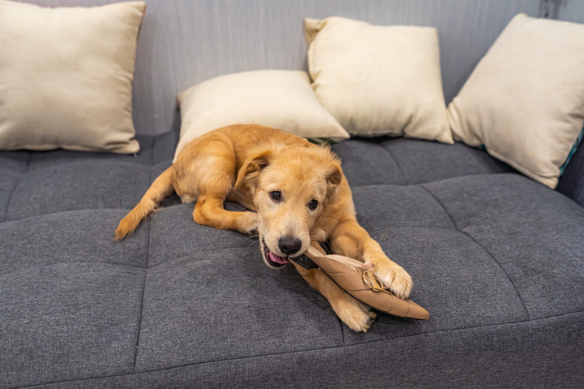 Why Dogs Chew and How to Manage Destructive Chewing