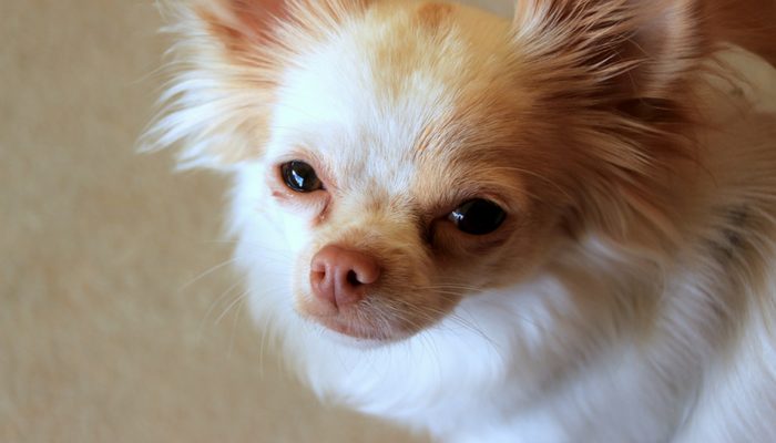 Why Dogs Follow You Into the Bathroom: 3 Reasons