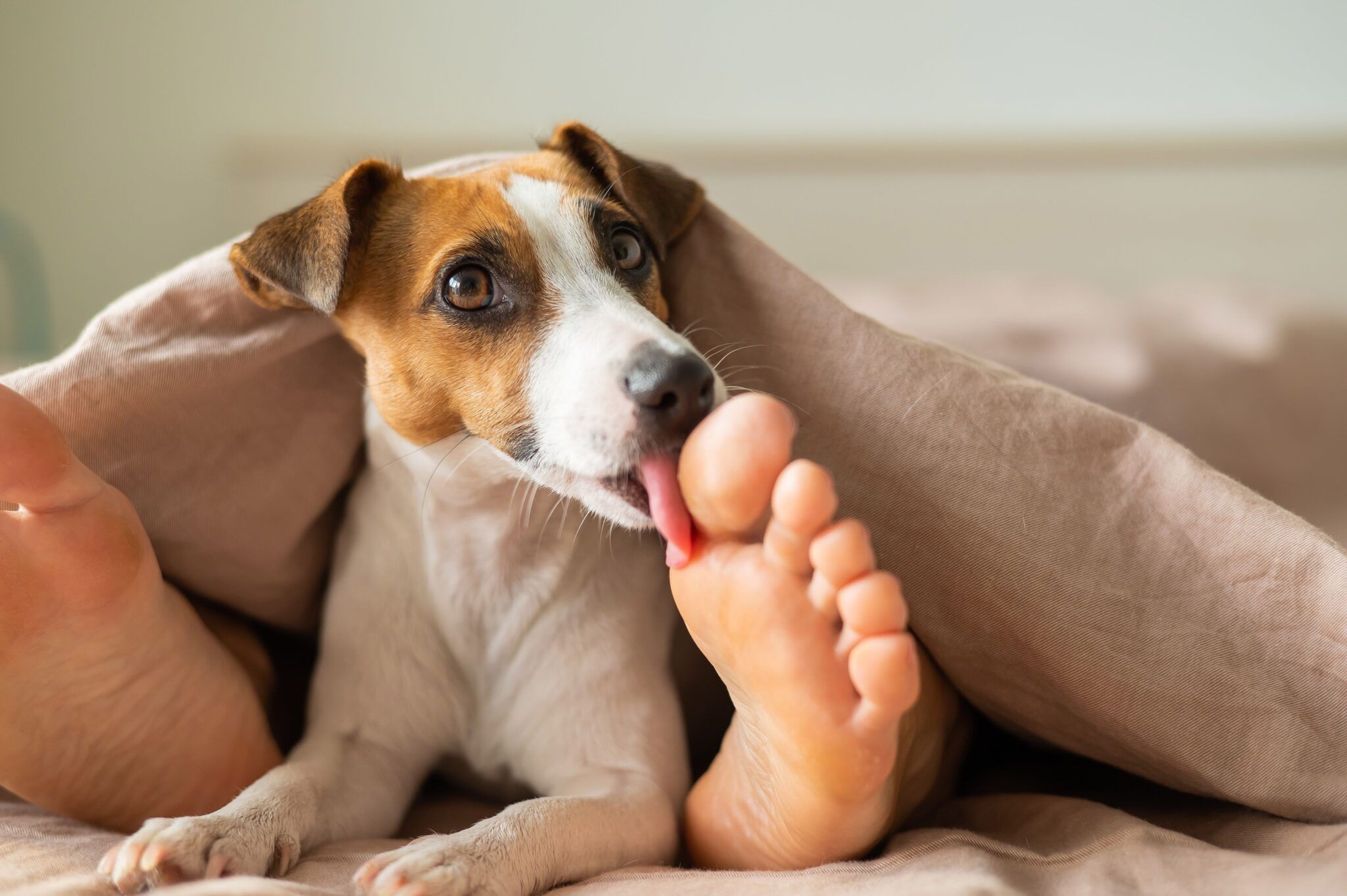 Why Dogs Lick Your Feet: Causes, Risks, and How to Stop It