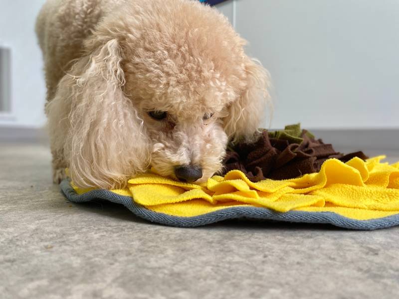 Why Mental Stimulation Is Essential for Your Dog's Health