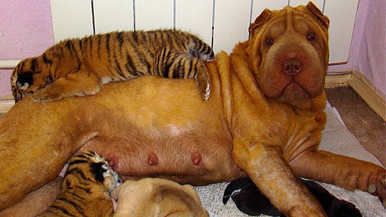 Русские мама собаками. Тигровый шарпей. Шарпей тигровый окрас. Шарпей и чау-чау. Собака шарпей.